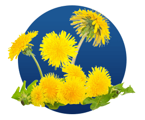 Milk Thistle