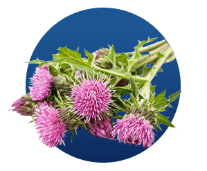 Dandelion Root