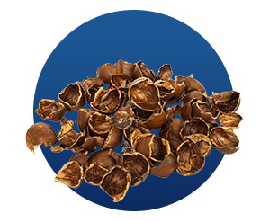 Chicory Root