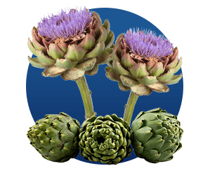 Artichoke Extract